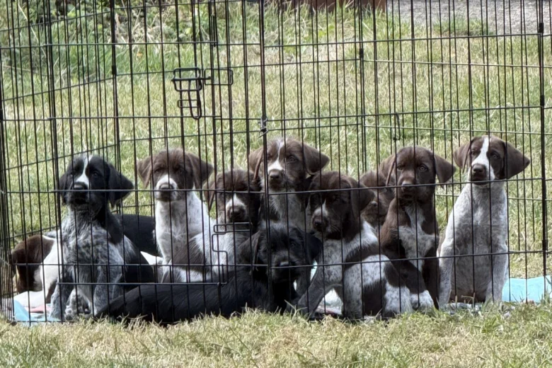 Mixed Breed