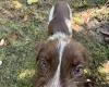 Mixed Breed