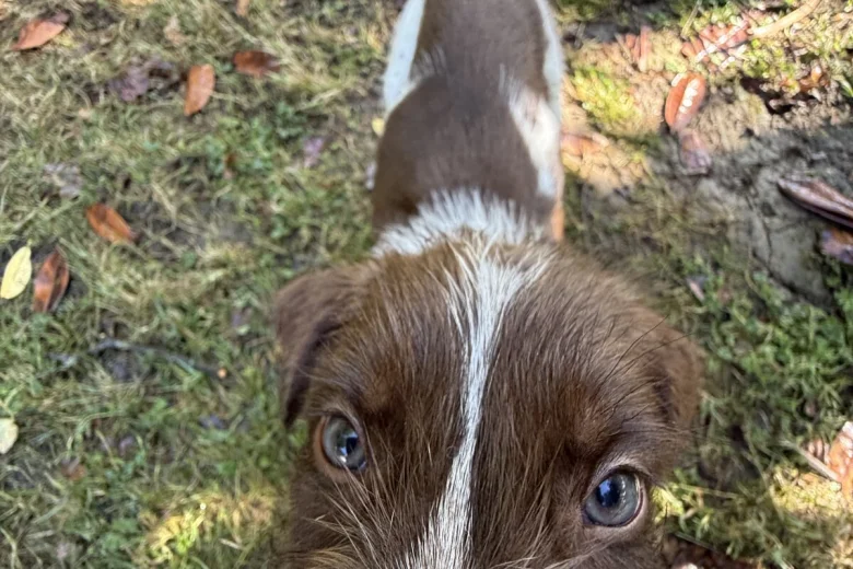 Mixed Breed