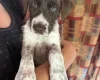 Mixed Breed