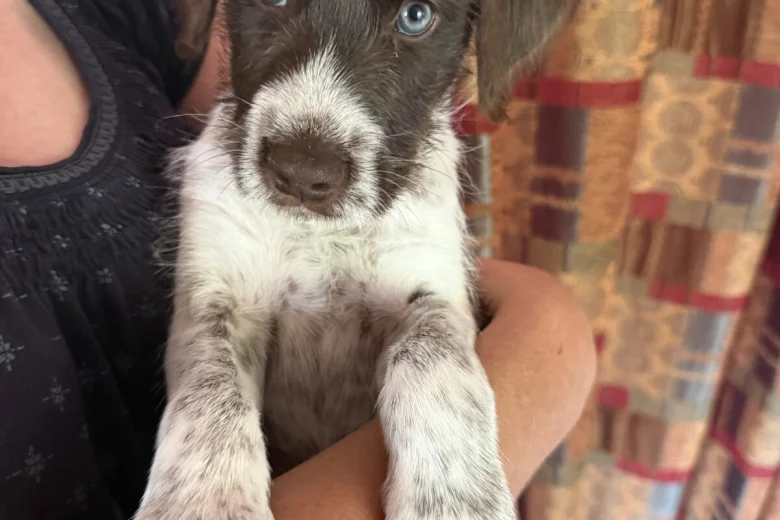 Mixed Breed