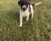Mixed Breed