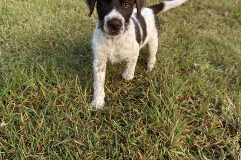 Mixed Breed