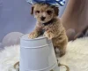 Maltipoo