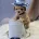 Maltipoo