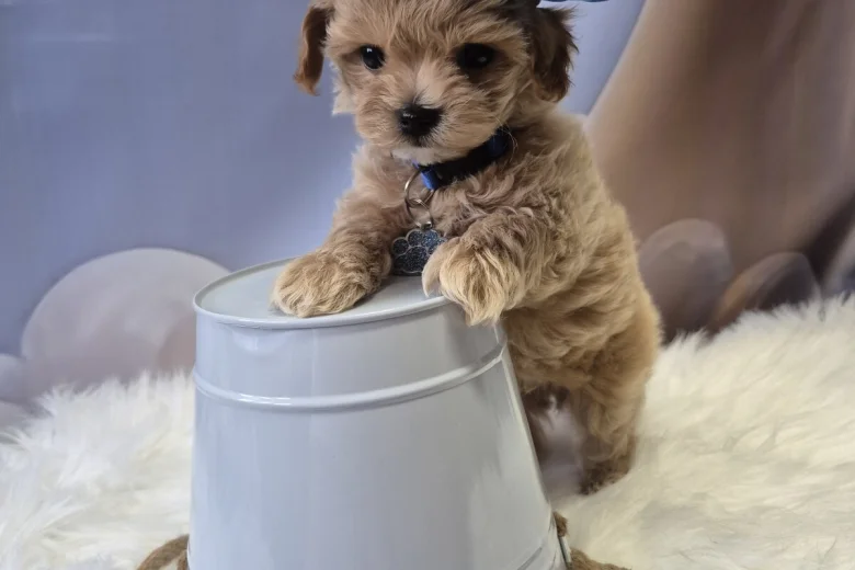 Maltipoo