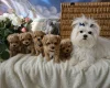 Maltipoo