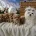 Maltipoo