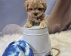 Maltipoo