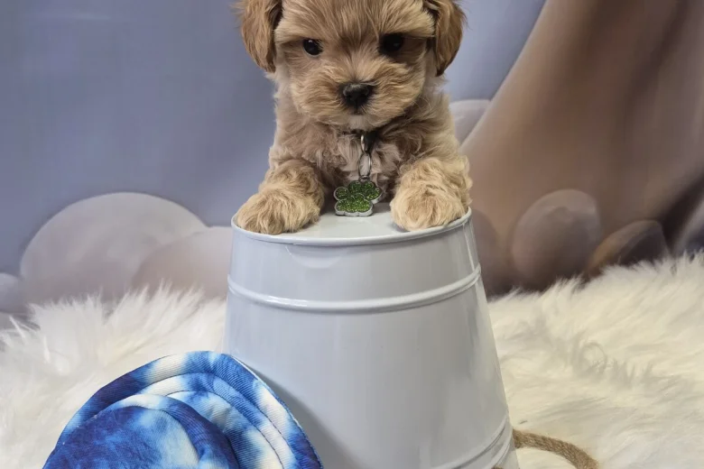 Maltipoo