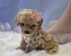 Maltipoo
