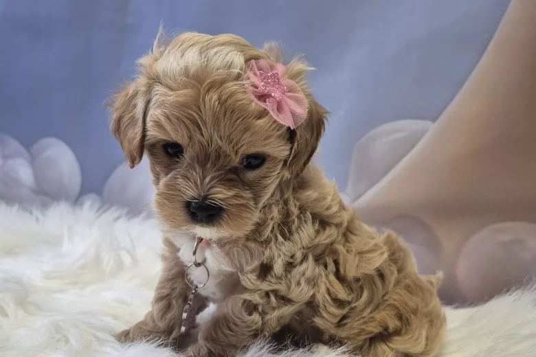 Maltipoo