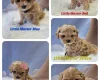 Maltipoo