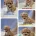 Maltipoo