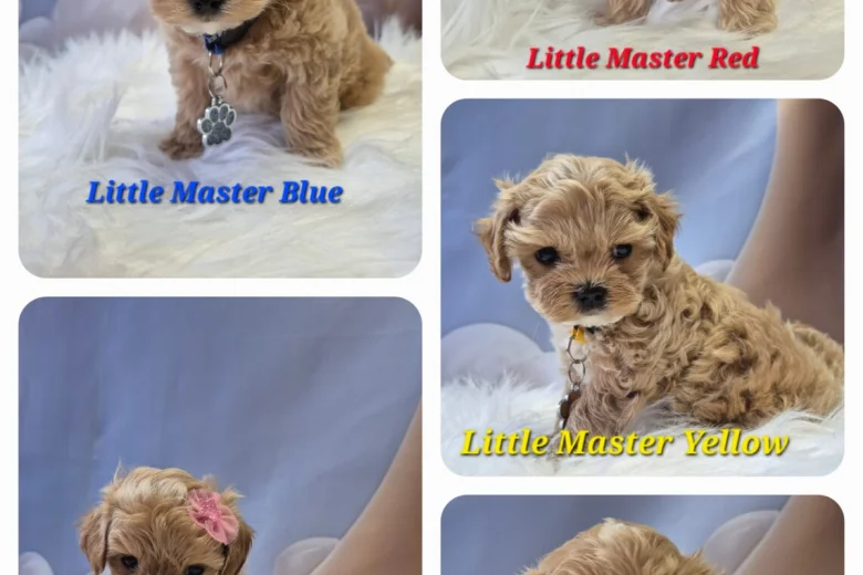Maltipoo