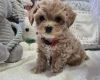 Maltipoo