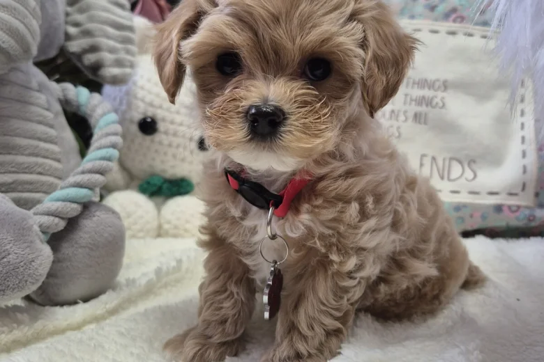 Maltipoo