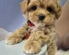 Maltipoo