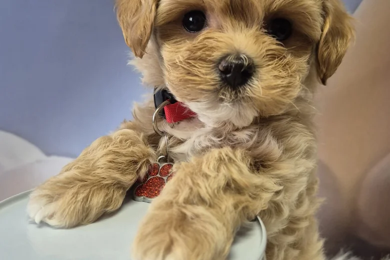 Maltipoo