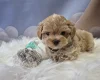 Maltipoo