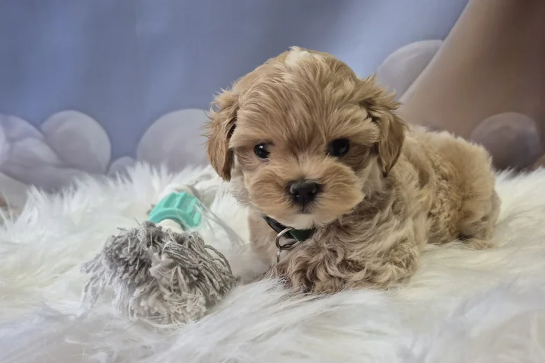 Maltipoo