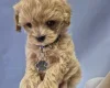 Maltipoo