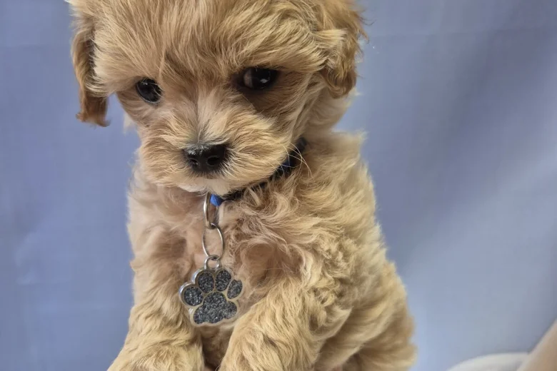 Maltipoo