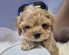 Maltipoo