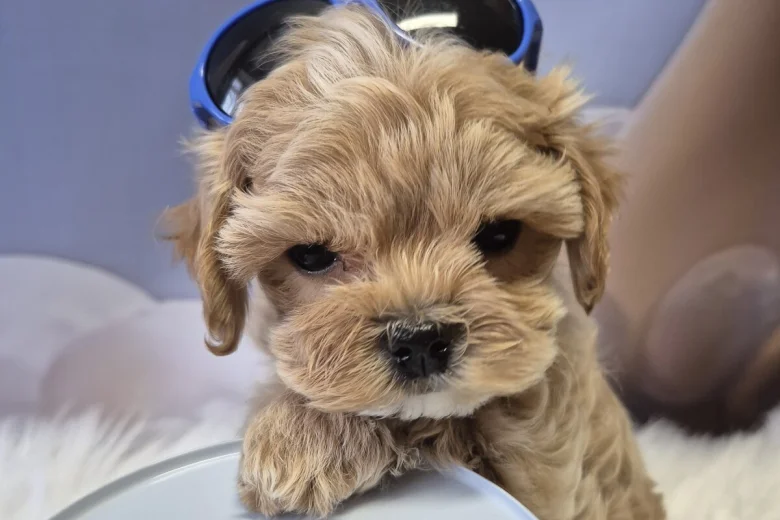 Maltipoo