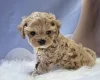 Maltipoo