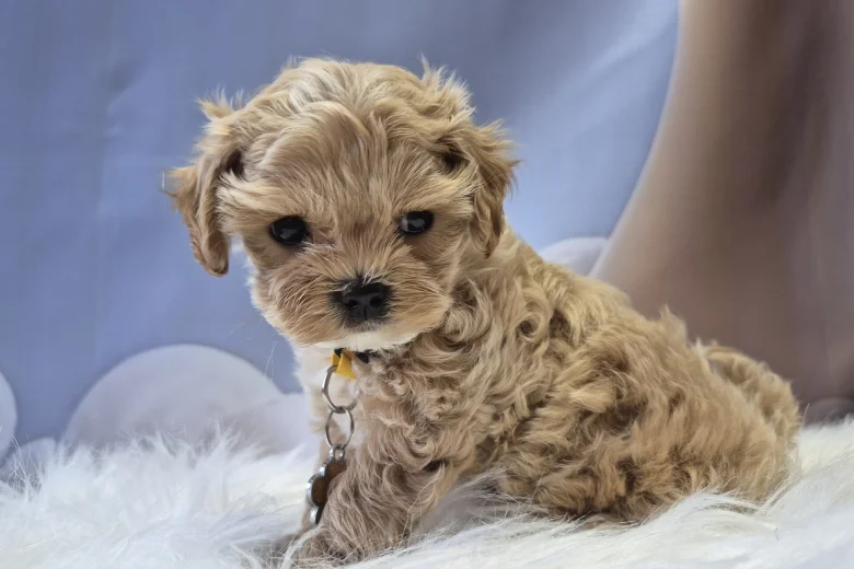 Maltipoo