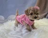 Maltipoo