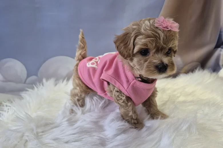 Maltipoo