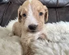 Cockapoo