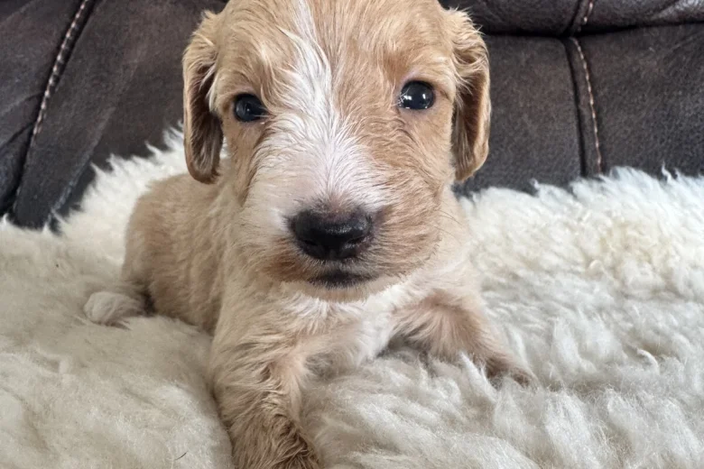 Cockapoo