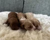 Cockapoo