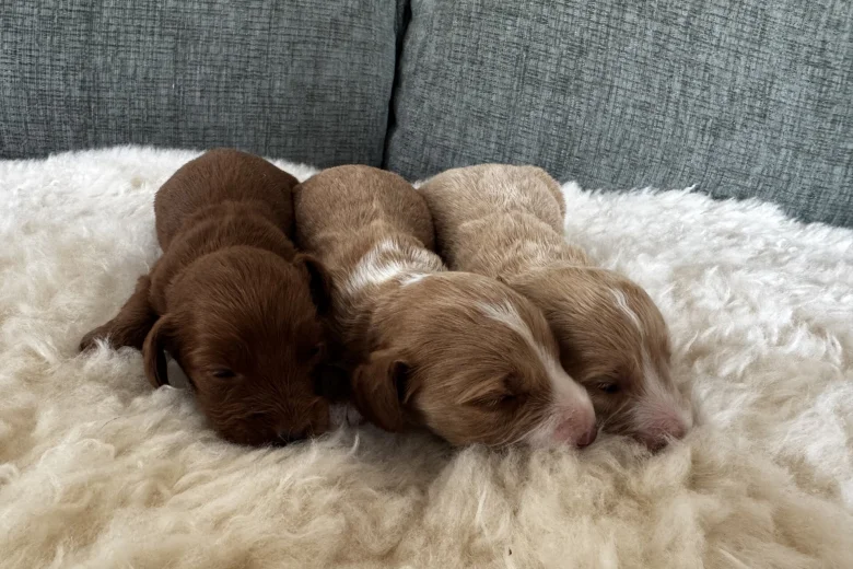 Cockapoo