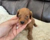 Cockapoo
