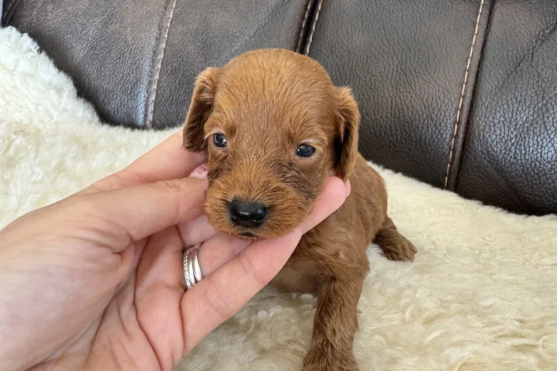 Cockapoo