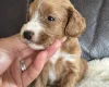 Cockapoo
