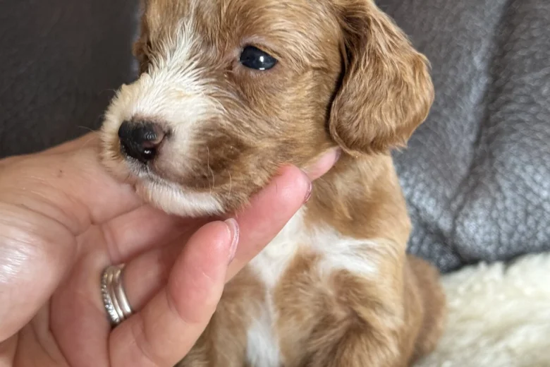 Cockapoo