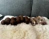 Cockapoo