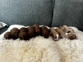 Cockapoo