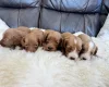 Cockapoo