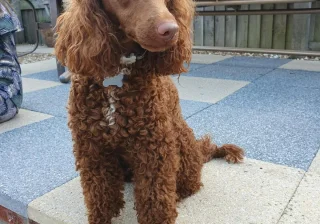 Stud