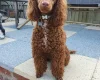 Cockapoo