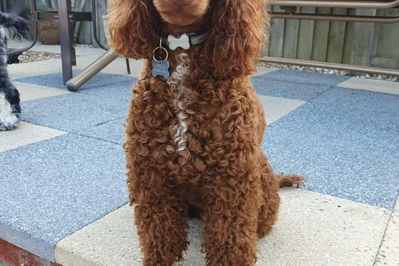 Cockapoo