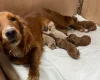 Cockapoo