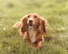 Cockapoo