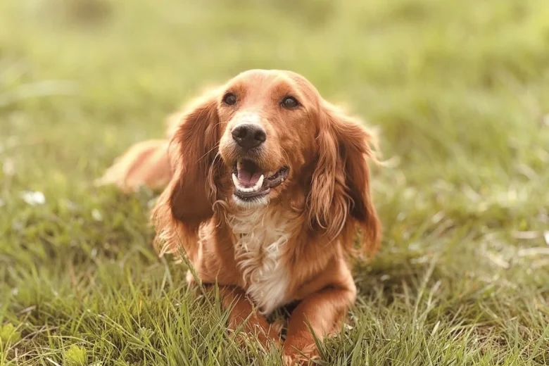 Cockapoo
